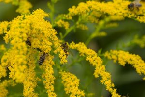 bees-1645203_960_720[1]
